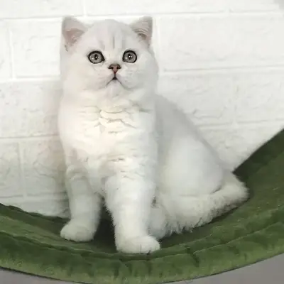 Dos gatitos británicos de pelo corto listos para un nuevo hogar