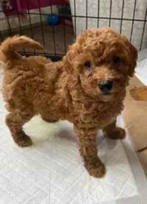 Beautiful poodle puppy Looking for Loving Homes 