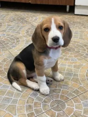Healthy Beagle Puppies