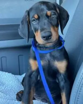 Amazing doberman pinscher puppies available