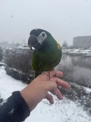 попугай ара