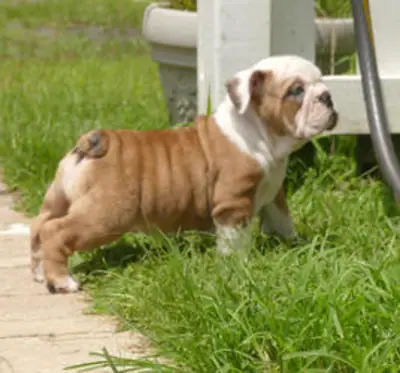 Cachorros de Bulldog Francés cariñosos y sanos disponibles