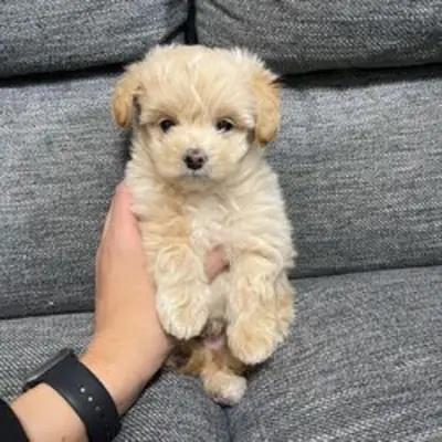 ¿Ha estado buscando unos exquisitos cachorros Maltipoo tamaño toy?
