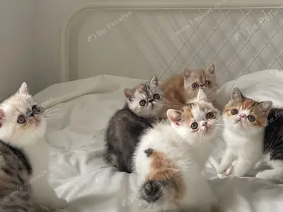 现在准备好了。来自冠军父母的华丽GCCF注册小猫