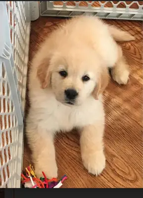 金毛寻回犬幼犬待领养