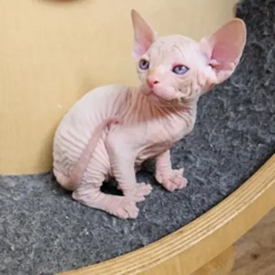 Sphynx yavruları