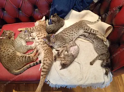 萨凡纳小猫准备好迎接新的爱心家园