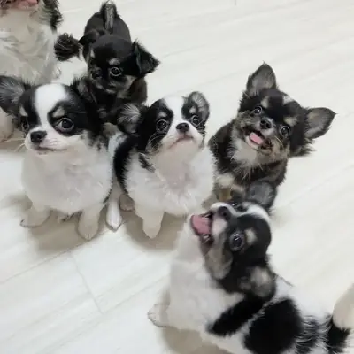 吉娃娃幼犬