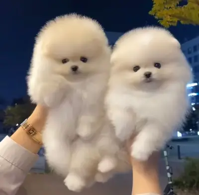 Adorables cachorros de Pomerania en adopción