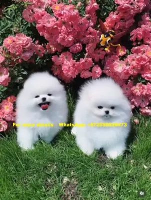 Dos adorables cachorros de Pomerania en adopción