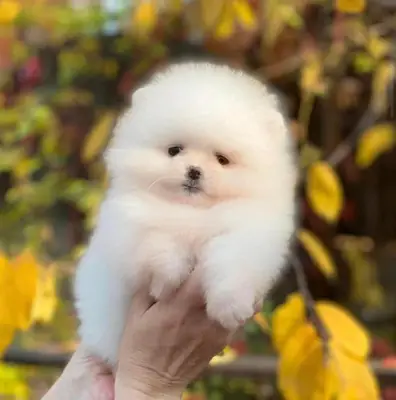 训练有素的博美犬幼犬待领养。