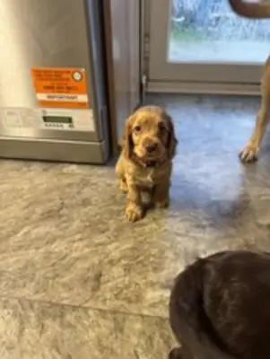 五只可卡犬小狗