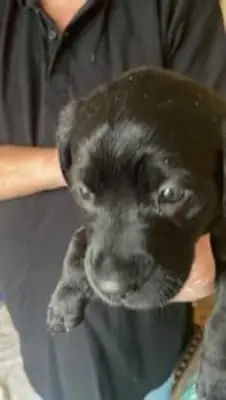 黑色拉布拉多幼犬 KC 注册