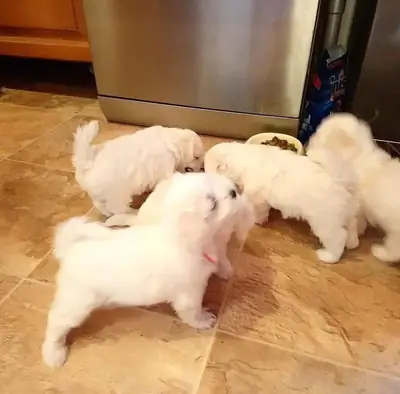 我们有漂亮的雄性和雌性马尔济斯犬幼犬