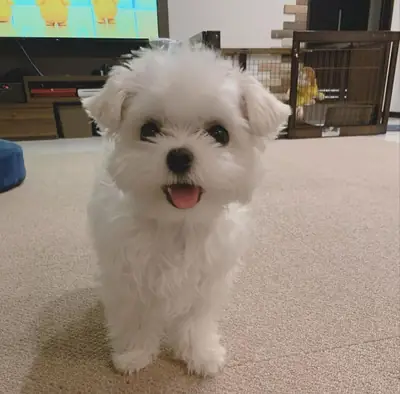 华丽的雄性和雌性马尔济斯犬幼犬