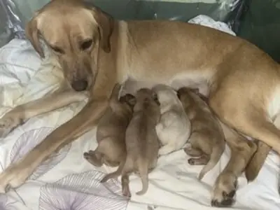 Golden Labrador male pups