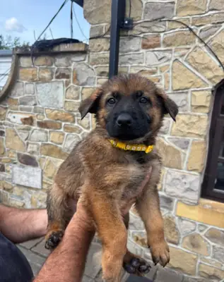 Good Looking german shepherd puppies ready to go