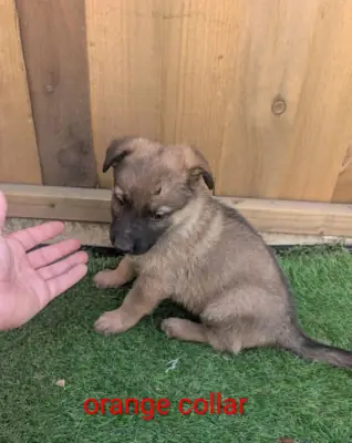 奇妙的德国牧羊犬