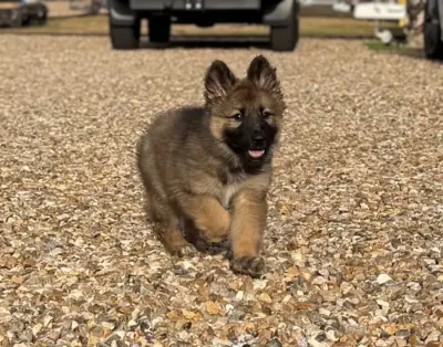 Playful German Shepherd Dog