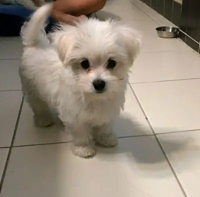 可供领养的美丽雄性和雌性马尔济斯犬幼犬