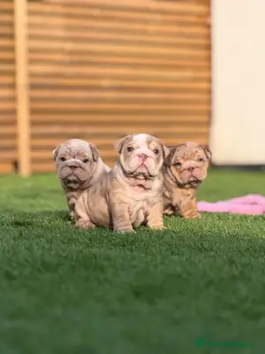 English bulldog available for rehoming 