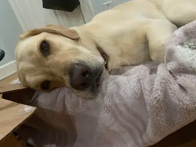 labrador sahiplendirme