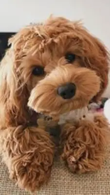 可爱的马尔济斯贵宾犬幼犬