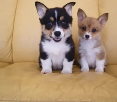Beaux chiots corgi Pembroke wish