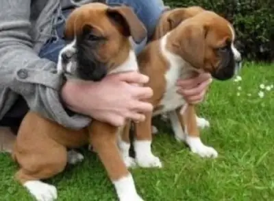 Perfect AKC Registered Boxer Puppies
