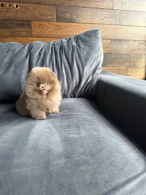 cachorros de pomerania