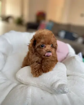 Cachorros de caniche miniatura