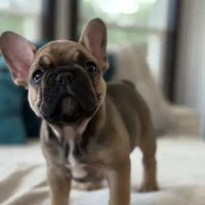Cachorros de bulldog francés buscan un hogar definitivo.