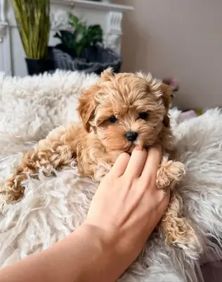 Cachorros Maltipoo buscan un hogar