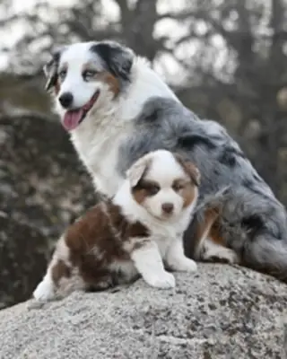 Stunning Aussie Shepherd pups