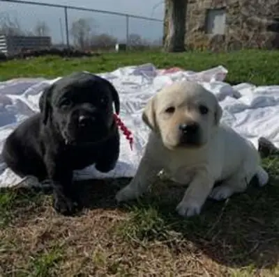 loving Labrador retriever puppies