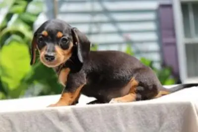 Sweet and friendly dachshund puppies -
