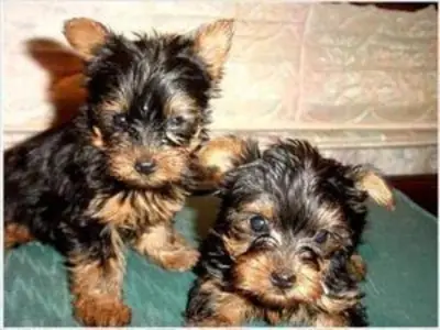 Loving Tea Cup Yorkie Puppies
