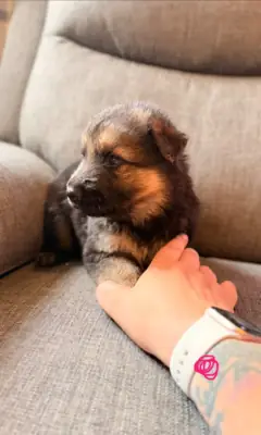 Mignon et adorable, berger allemand de 9 semaines