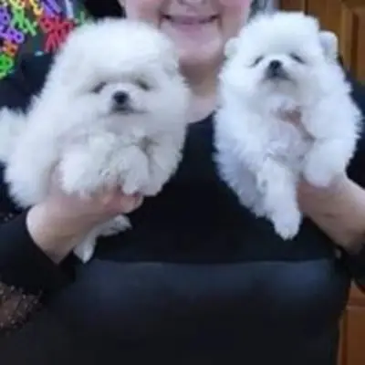 Chiots Pomeranian de classe supérieure disponibles