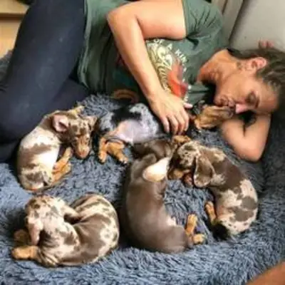 Chiots Teckel Nain Roux, Noir et Feu
