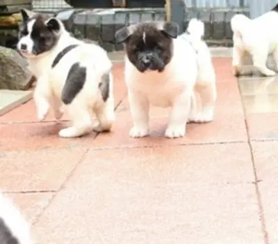Chiots Akita mâles et femelles enregistrés à donner