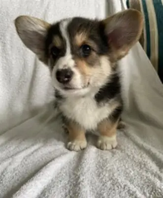 Chiots Pembroke Welsh Corgi de qualité d'exposition