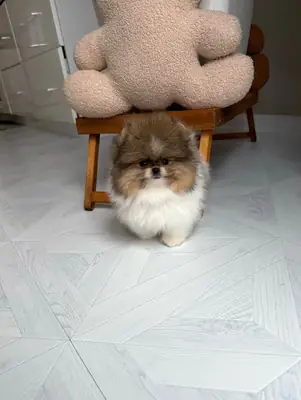Cachorros spitz pomerania