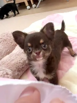 Cachorros Chihuahua