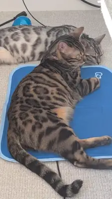 bengal cat