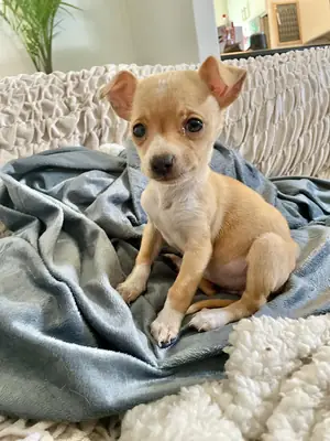 small chihuahua