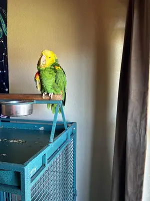 amazon parrot