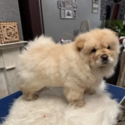 for you chow chow love