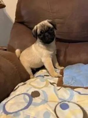 adopt now ( pug)