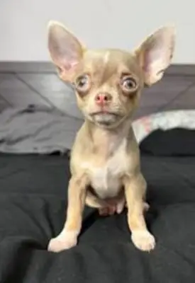 adorable babies just for you (chihuahua )